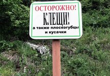 клещи.jpg